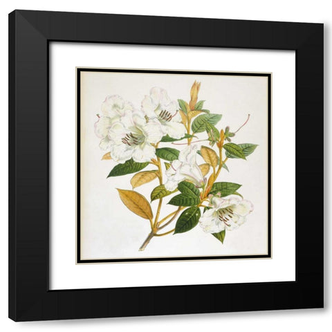 Rhododendron Edgeworthi Flower Black Modern Wood Framed Art Print with Double Matting by Hooker, Joseph Dalton