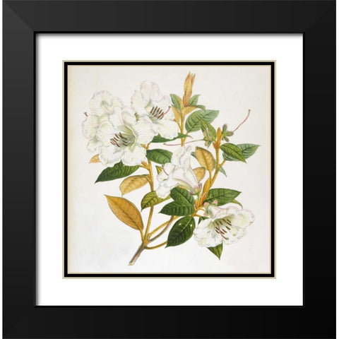 Rhododendron Edgeworthi Flower Black Modern Wood Framed Art Print with Double Matting by Hooker, Joseph Dalton