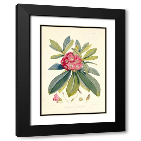 Rhododendron Barbatum Black Modern Wood Framed Art Print with Double Matting by Hooker, Joseph