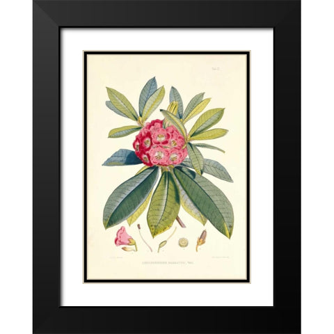 Rhododendron Barbatum Black Modern Wood Framed Art Print with Double Matting by Hooker, Joseph