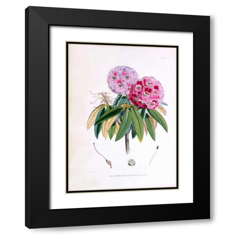 Rhododendron Campbelliae Black Modern Wood Framed Art Print with Double Matting by Hooker, Joseph Dalton