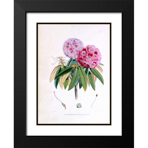 Rhododendron Campbelliae Black Modern Wood Framed Art Print with Double Matting by Hooker, Joseph Dalton