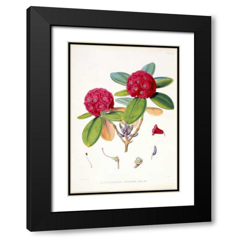 Rhododendron Fulgens Black Modern Wood Framed Art Print with Double Matting by Hooker, Joseph