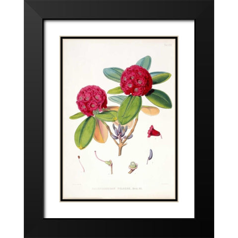 Rhododendron Fulgens Black Modern Wood Framed Art Print with Double Matting by Hooker, Joseph