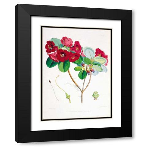 Rhododendron Thomsoni Black Modern Wood Framed Art Print with Double Matting by Hooker, Joseph
