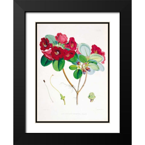 Rhododendron Thomsoni Black Modern Wood Framed Art Print with Double Matting by Hooker, Joseph