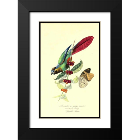 Parakeet on Coffee Bush Black Modern Wood Framed Art Print with Double Matting by Anonymous, 1842