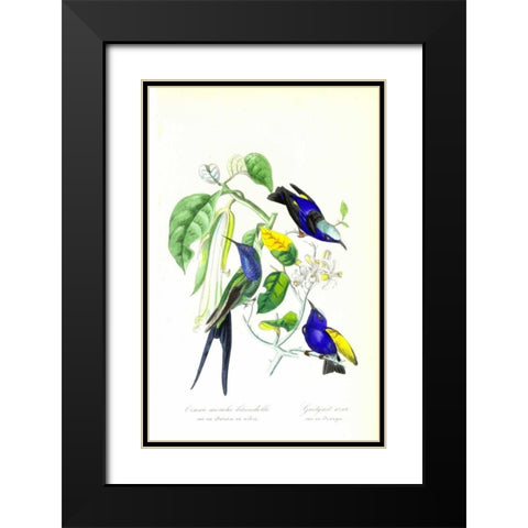 Humming Bird on Orange Tree Black Modern Wood Framed Art Print with Double Matting by Anonymous, 1842