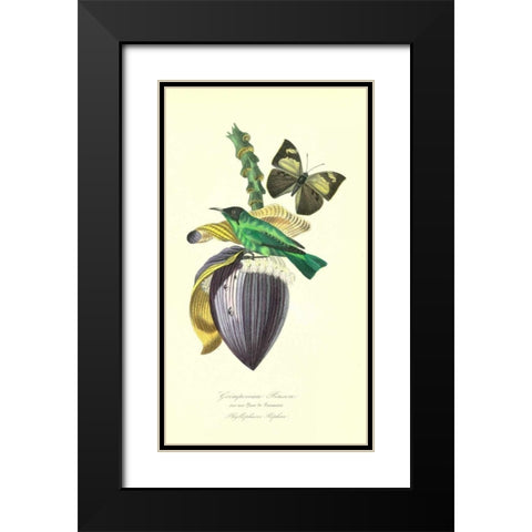 Finch on Flower of Banana Black Modern Wood Framed Art Print with Double Matting by Anonymous, 1842