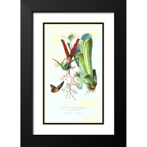 Humming Bird on Bromeliad Black Modern Wood Framed Art Print with Double Matting by Anonymous, 1842