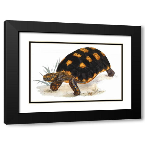 Tortoise, Carbonaria Black Modern Wood Framed Art Print with Double Matting by Sowerby, James