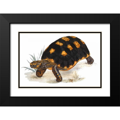 Tortoise, Carbonaria Black Modern Wood Framed Art Print with Double Matting by Sowerby, James