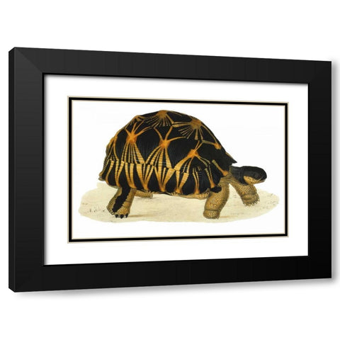 Tortoise, Radiata Black Modern Wood Framed Art Print with Double Matting by Sowerby, James