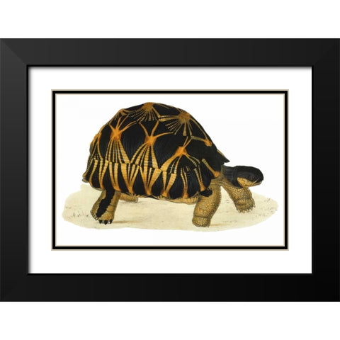Tortoise, Radiata Black Modern Wood Framed Art Print with Double Matting by Sowerby, James