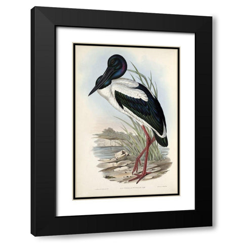 Australian Stork Black Modern Wood Framed Art Print with Double Matting by Gould, John