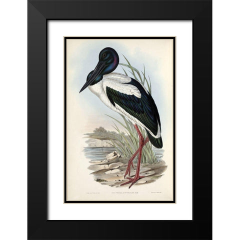 Australian Stork Black Modern Wood Framed Art Print with Double Matting by Gould, John
