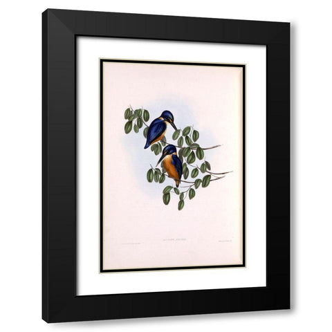 Azure Kingfisher Black Modern Wood Framed Art Print with Double Matting by Gould, John