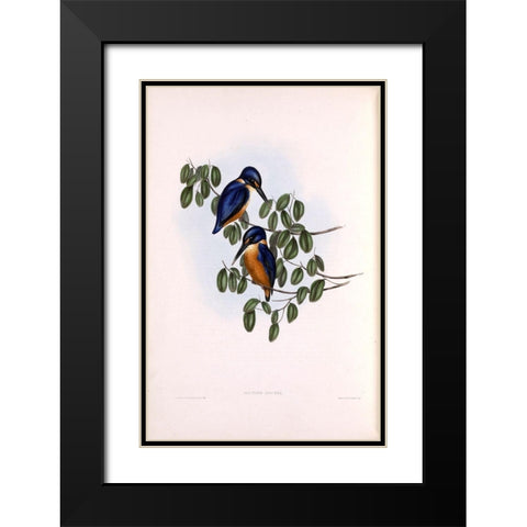 Azure Kingfisher Black Modern Wood Framed Art Print with Double Matting by Gould, John