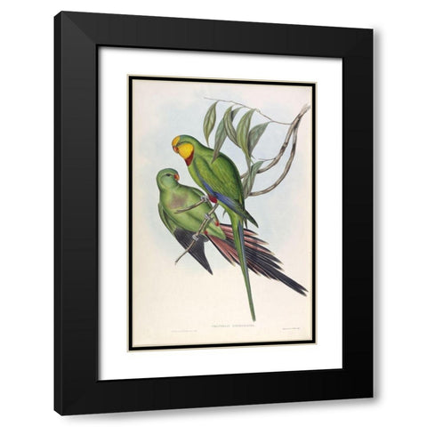 Barrabands Parakeet Black Modern Wood Framed Art Print with Double Matting by Gould, John