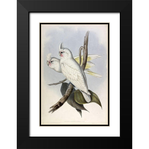Blood stained Cockatoo Black Modern Wood Framed Art Print with Double Matting by Gould, John