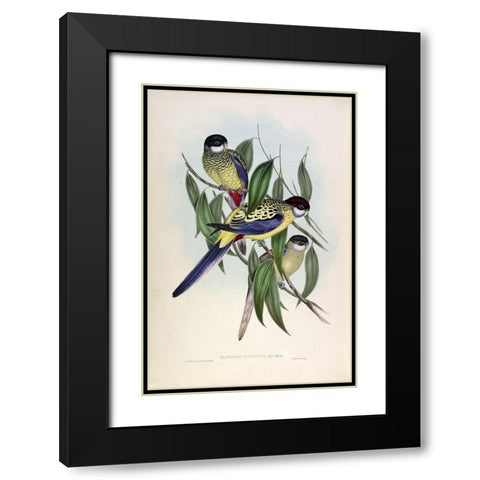 Browns Parakeet Black Modern Wood Framed Art Print with Double Matting by Gould, John