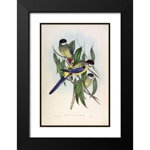 Browns Parakeet Black Modern Wood Framed Art Print with Double Matting by Gould, John