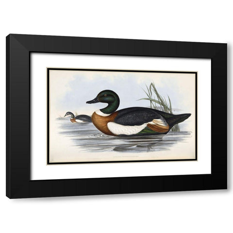 Chestnut Coloured Shieldrake Black Modern Wood Framed Art Print with Double Matting by Gould, John