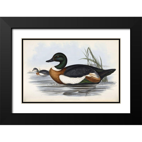 Chestnut Coloured Shieldrake Black Modern Wood Framed Art Print with Double Matting by Gould, John
