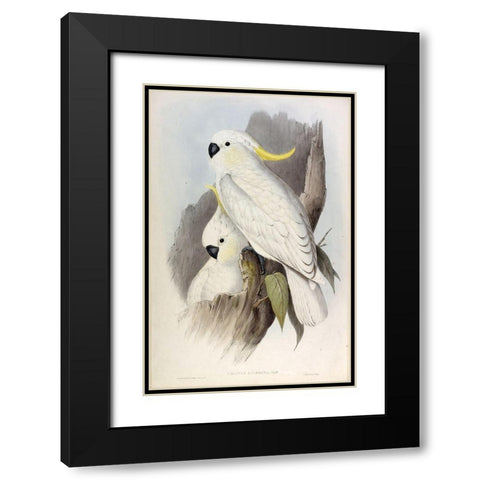 Crested Cockatoo Black Modern Wood Framed Art Print with Double Matting by Gould, John