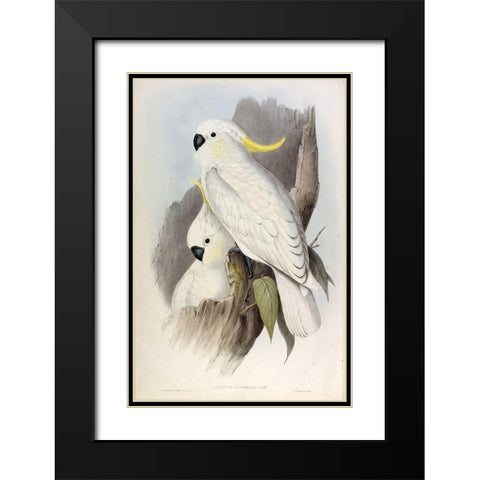 Crested Cockatoo Black Modern Wood Framed Art Print with Double Matting by Gould, John