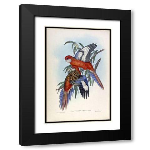 Fiery Parakeet Black Modern Wood Framed Art Print with Double Matting by Gould, John