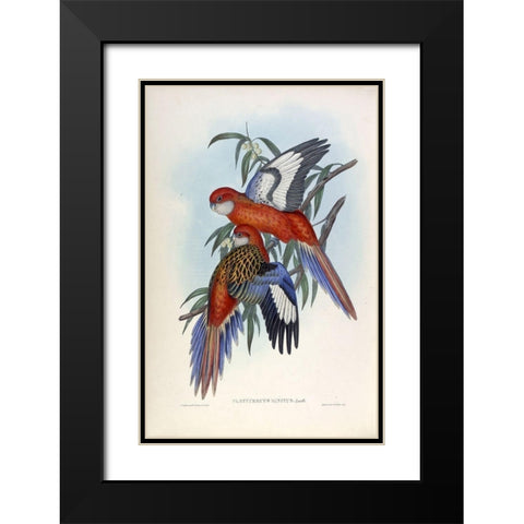 Fiery Parakeet Black Modern Wood Framed Art Print with Double Matting by Gould, John