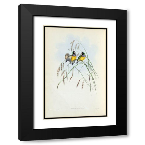 Gouldian Finch Black Modern Wood Framed Art Print with Double Matting by Gould, John