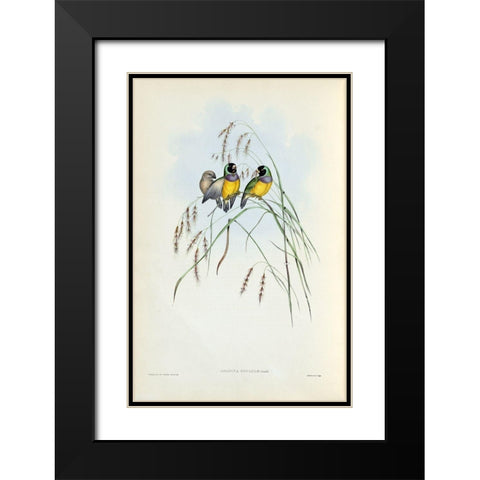 Gouldian Finch Black Modern Wood Framed Art Print with Double Matting by Gould, John