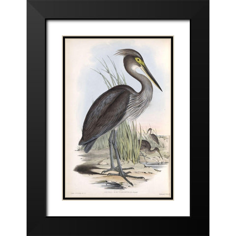 Grey Billed Heron Black Modern Wood Framed Art Print with Double Matting by Gould, John