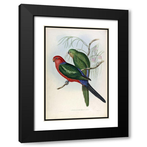 King Lory Black Modern Wood Framed Art Print with Double Matting by Gould, John
