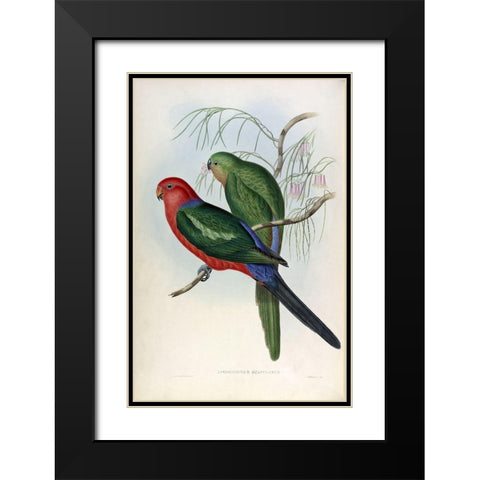 King Lory Black Modern Wood Framed Art Print with Double Matting by Gould, John