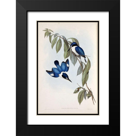 MacLeays Halcyon, Kingfisher Black Modern Wood Framed Art Print with Double Matting by Gould, John