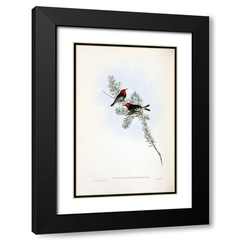 Red Headed Honey Eater Black Modern Wood Framed Art Print with Double Matting by Gould, John