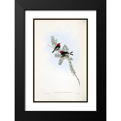 Red Headed Honey Eater Black Modern Wood Framed Art Print with Double Matting by Gould, John