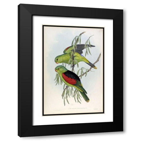 Red Winged Lory Black Modern Wood Framed Art Print with Double Matting by Gould, John