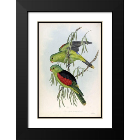 Red Winged Lory Black Modern Wood Framed Art Print with Double Matting by Gould, John
