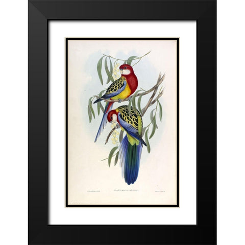 Rose Hil Parakeet Black Modern Wood Framed Art Print with Double Matting by Gould, John