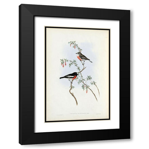 Scarlet Breasted Robin  Black Modern Wood Framed Art Print with Double Matting by Gould, John