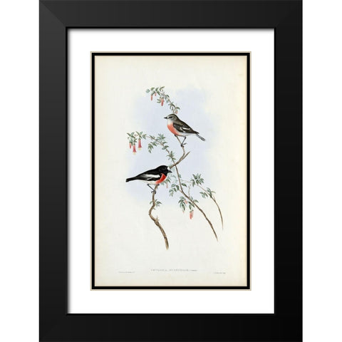 Scarlet Breasted Robin  Black Modern Wood Framed Art Print with Double Matting by Gould, John