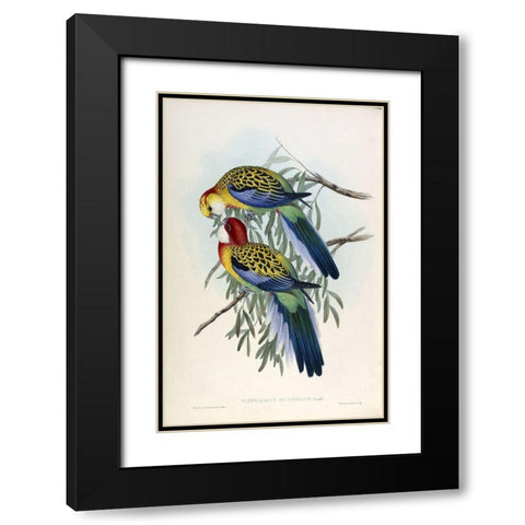 Splendid Parakeet Black Modern Wood Framed Art Print with Double Matting by Gould, John