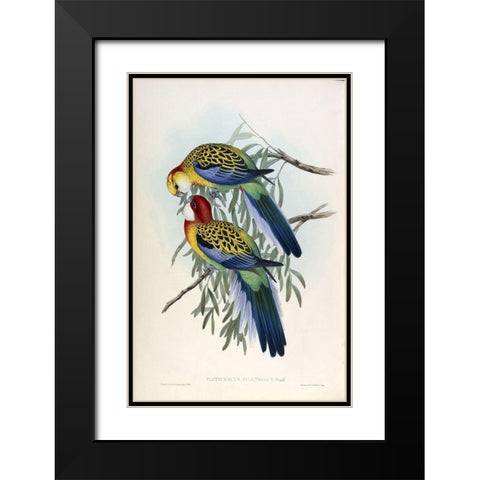 Splendid Parakeet Black Modern Wood Framed Art Print with Double Matting by Gould, John