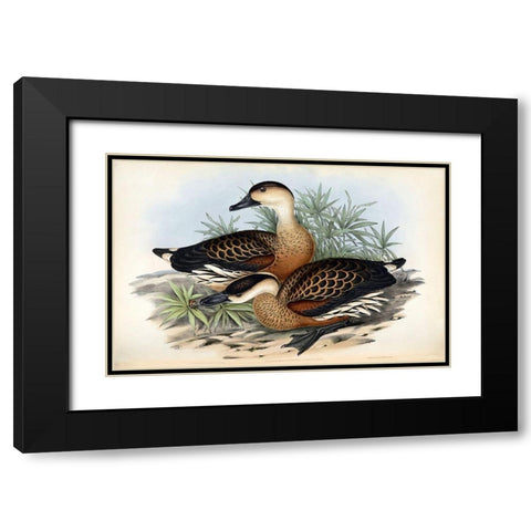 Whistling Duck Black Modern Wood Framed Art Print with Double Matting by Gould, John