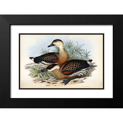Whistling Duck Black Modern Wood Framed Art Print with Double Matting by Gould, John