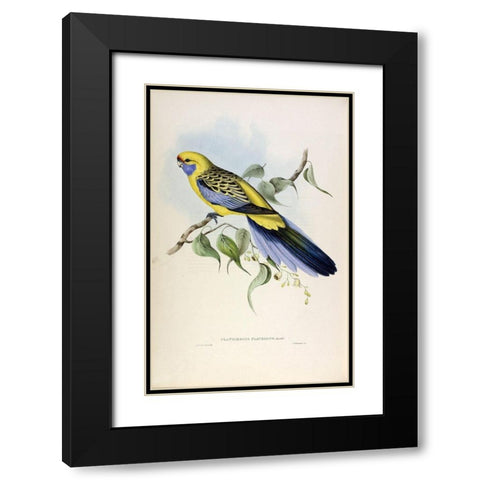 Yellow Rumped Parakeet Black Modern Wood Framed Art Print with Double Matting by Gould, John